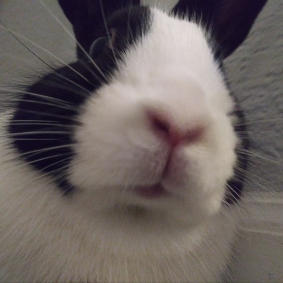 🌹Meet your Posher🌹 - Picture 3 of 3